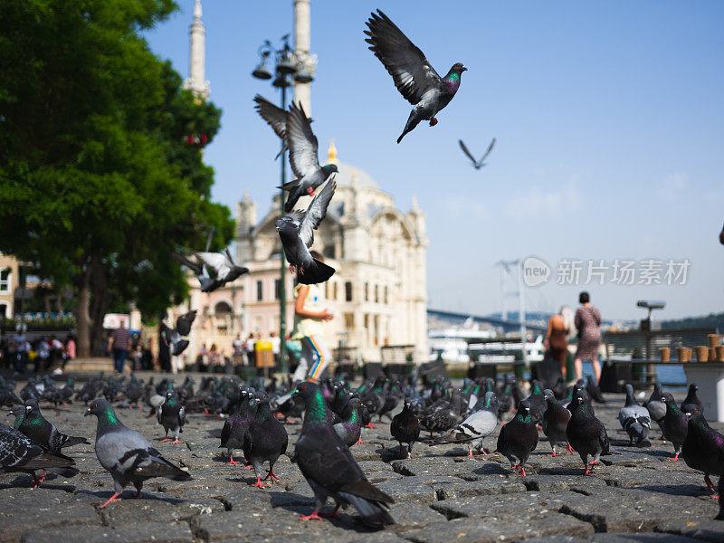 土耳其伊斯坦布尔- Ortakoy清真寺和鸽子